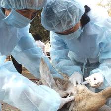 Принятие активных мер по борьбе с птичьим гриппом